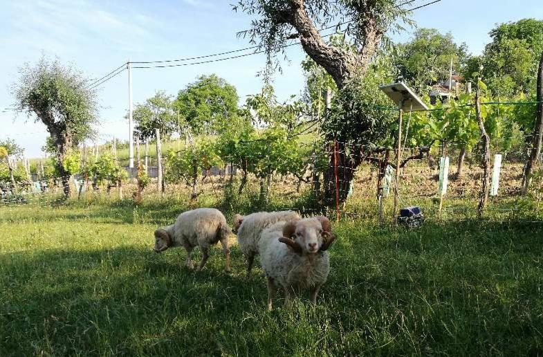 Wine House Rakar Pensionat Gračišče Exteriör bild