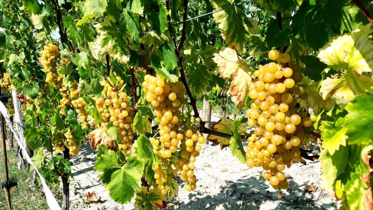 Wine House Rakar Pensionat Gračišče Exteriör bild